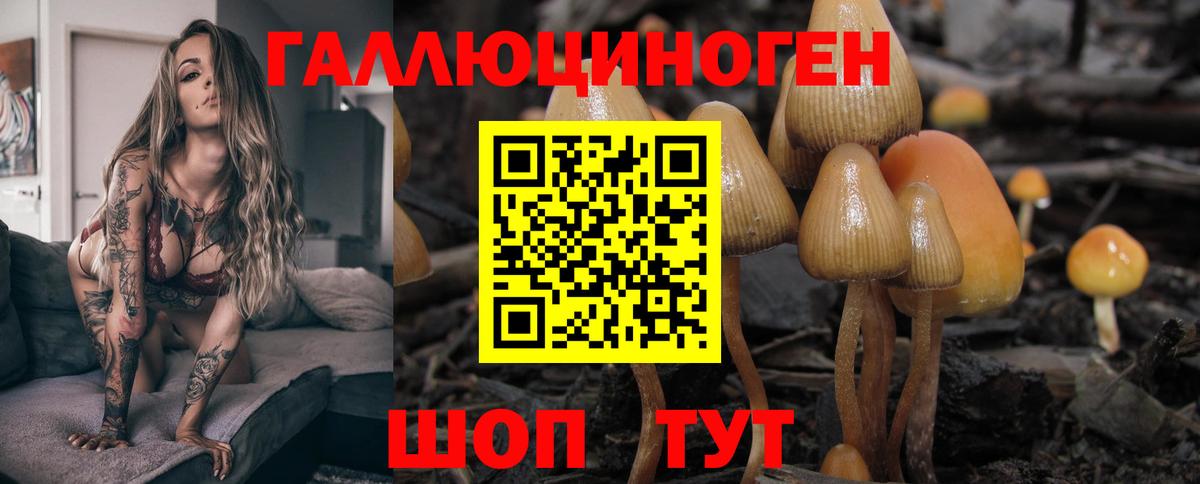Галлюциногенные грибы Psilocybe Сафоново
